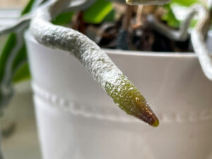 Luftwurzeln der Orchidee