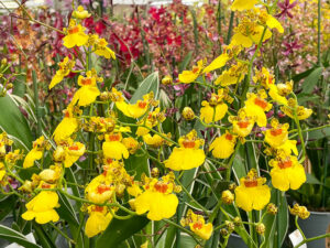 Oncidium