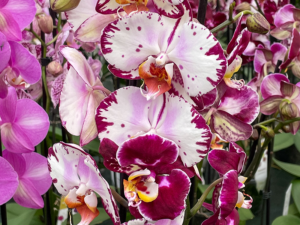 Phalaenopsis