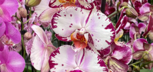 Phalaenopsis