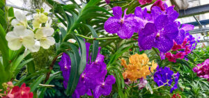 Vanda