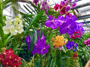 Vanda