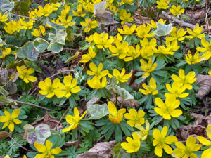 Winterlinge