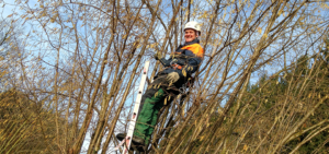Gehölzschnitt