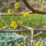 Kornelkirsche, Dirndlstrauch (Cornus mas)