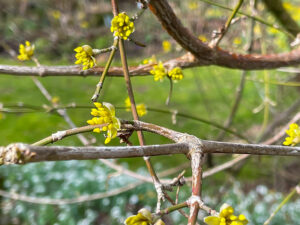 Kornelkirsche, Dirndlstrauch (Cornus mas)