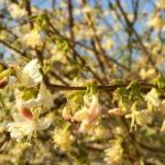 Duftheckenkirsche (Lonicera x purpusii)