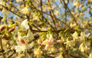 Duftheckenkirsche (Lonicera x purpusii)