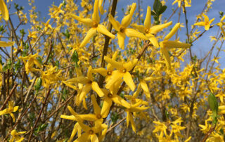 Forsythie