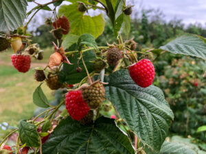 Himbeeren