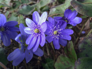 Leberblümchen