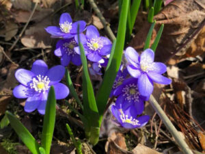 Leberblümchen