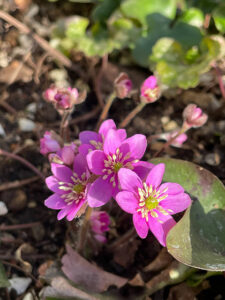 Rosa Leberblümchen
