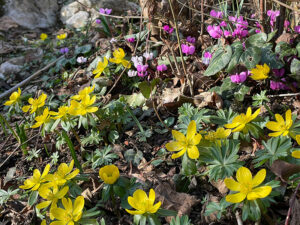 Winterlinge und Alpenveilchen