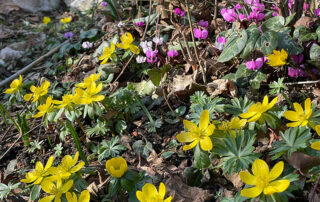 Winterlinge und Alpenveilchen