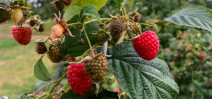 Himbeeren