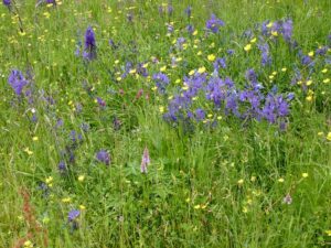 Blumenwiese