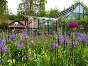 Blumenwiese