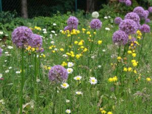 Blumenwiese