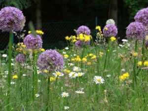 Blumenwiese