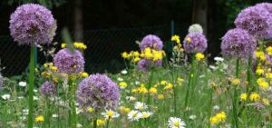 Blumenwiese