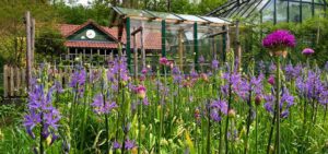 Blumenwiese
