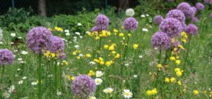 Blumenwiese mit Zierlauch