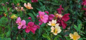 Offene Rosenblüten