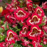 Gefiederte Spaltblume (Schizanthus pinnatus)