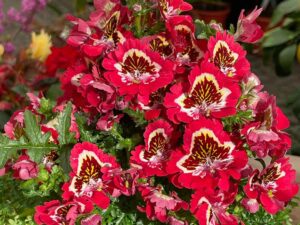Gefiederte Spaltblume (Schizanthus pinnatus)