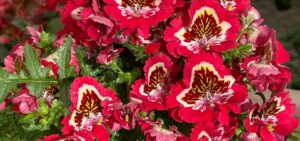 Gefiederte Spaltblume (Schizanthus pinnatus)