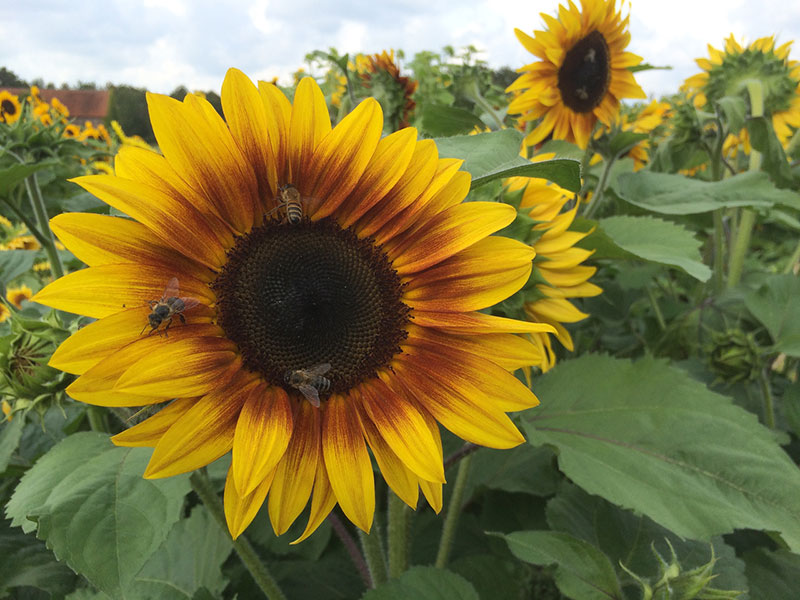 Sonnenblume "Firecracker"