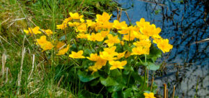 Sumpfdotterblumen