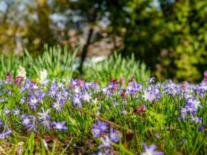 Natur im Garten im Botanischen Garten Linz (Bild: ORF/L. Mayrhofer)