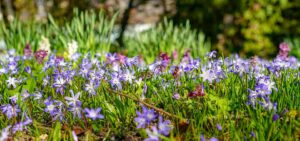 Natur im Garten im Botanischen Garten Linz (Bild: ORF/L. Mayrhofer)