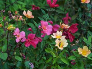 Offene Rosenblüten