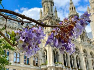 Blauglockenbaum