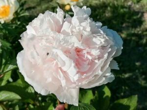 Duftende Pfingstrose Ellen Rosa