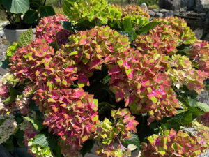 Hortensie