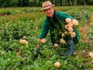 Michael Miely mit Schnittpfingstrosen