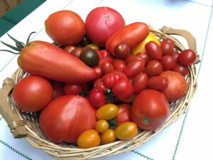 Tomatenvielfalt