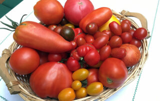 Tomatenvielfalt