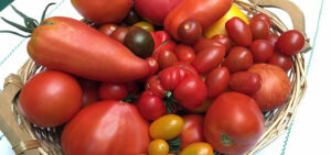Tomatenvielfalt