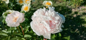Duftende Pfingstrose Ellen Rosa