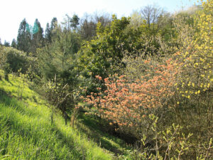 Natur im Garten (Bild: L. Mayrhofer)