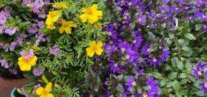 Zigarettenblümchen, Gewürztagetes, Fächerblume