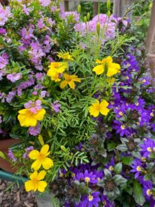 Zigarettenblümchen, Gewürztagetes, Fächerblume