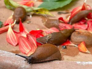 Spanische Wegschnecke