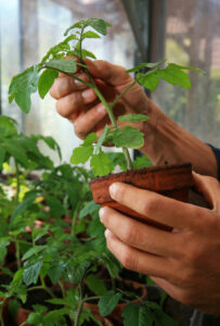 Tomaten-Jungpflanze