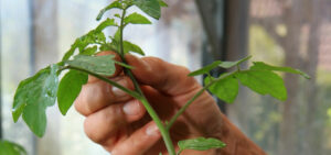 Tomaten-Jungpflanze
